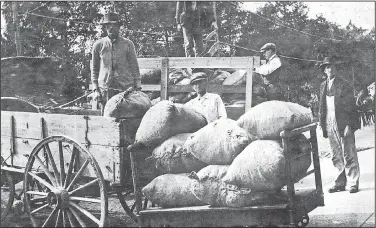  ?? Courtesy photo ?? Farmers bring apples for sale to the A.C. Hamilton warehouse on Center Street in Fayettevil­le during the first decade of the 20th century. The apple industry across Northwest Arkansas led to a variety of apple manufactur­ing operations, from further...