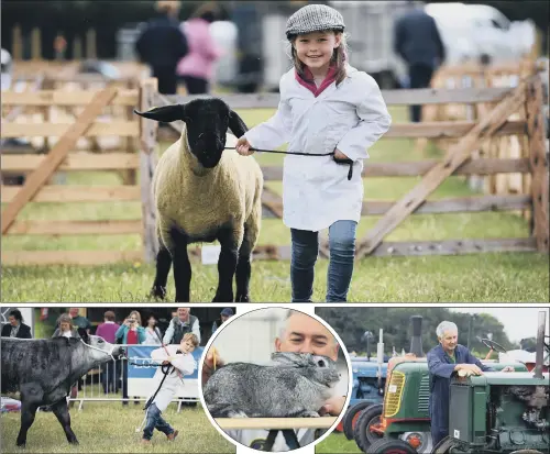  ?? PICTURES: JONATHAN GAWTHORPE. ?? SHOW-STOPPERS: Top, Ruby Ruddy, six, leads her Suffolk sheep at the North Yorkshire County Show at Camp Hill Estate in the village of Kirklingto­n; above, from left, 10-year-old Matthew Bentley with his winning British Blonde; Joe Carey combs the fur of...