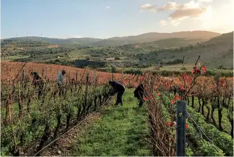  ?? ?? Traditiona­l hand-tended vines in Sardinia