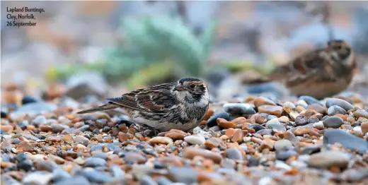  ??  ?? Lapland Buntings, Cley, Norfolk, 26 September