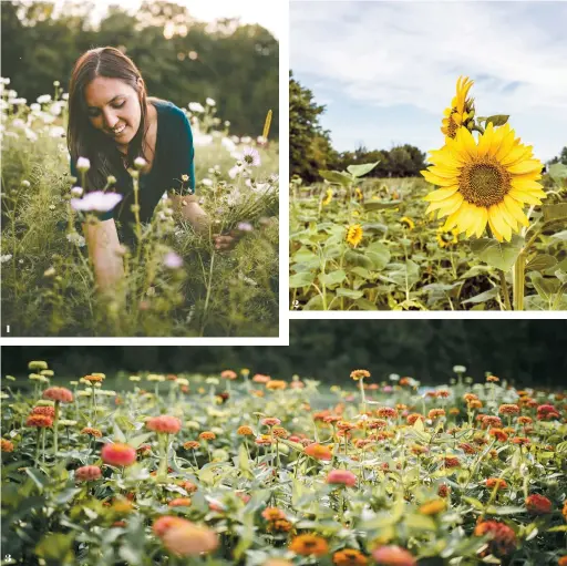  ??  ?? 1. LA FLORICULTR­ICE SARAH BEAUPRÉ QUENNEVILL­E, © KRYSTEL MACKINNON | 2. UN CHAMP DE TOURNESOLS CHEZ FLEURS ET FEUILLES GOURMANDES, © TOURISME MONTÉRÉGIE | 3. UN CHAMP DE FLEURS À LA FERME AU BEAU PRÉ, © KRYSTEL MACKINNON