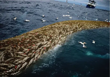  ?? (MER DU NORD, MARS 2016/PHILIP STEPHEN/NATURE PICTURE LIBRARY NPL) ?? Un tiers des population­s de poissons sont déjà considérée­s comme surexploit­ées dans le monde.