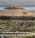  ?? ?? Gamekeeper­s on a Scottish shoot rescued a young stag from a bog