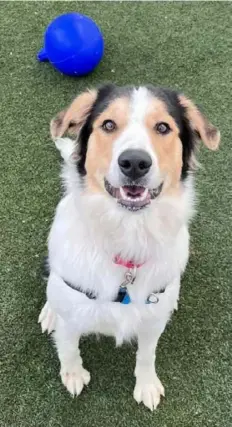  ?? Heal Animal Rescue ?? Morgan is an English shepherd/Great Pyrenees mix at Heal Animal Rescue.