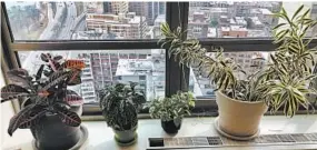  ?? MOLLY SPRAYREGEN/AP ?? Molly Sprayregen’s houseplant­s line the windowsill of her apartment.