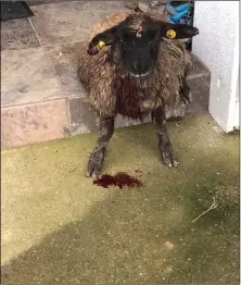  ??  ?? An injured sheep after the attack in Enniscorth­y.