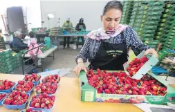  ??  ?? Rupi Dheensaw sorts strawberri­es at Gobind Farms.