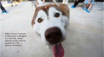  ?? — Photos: The Nation ?? Hello, human! TrueLove at Neverland in Bangkok is a cafe that allows patrons to play with its huskies for a fee.