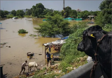  ?? (AP/Altaf Qadri) ?? Dairy farmers pull a cow, stranded in a flooded farm, to drier land Sept. 27 along the banks of the Yamuna River in New Delhi.