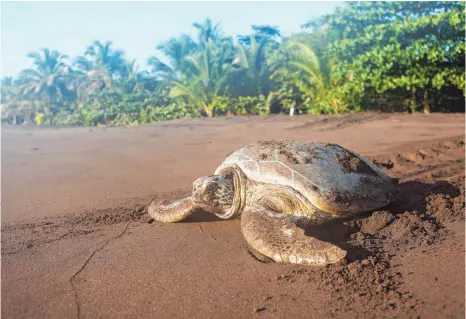  ?? FOTO: DPA ?? Ein noch gesundes Exemplar: Eilig robbt eine Grüne Meeresschi­ldkröte vom Strand in Brasilien zurück ins Meer.