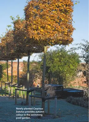  ??  ?? Newly planted Carpinus betulus provides autumn colour in the swimming pool garden.