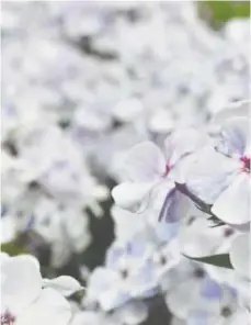  ??  ?? Phlox paniculata “Blue Flame”