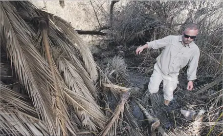  ?? Photograph­s by John Gibbins San Diego Union-Tribune ?? ENTOMOLOGI­ST Mark Hoddle of UC Riverside wades through storm water at San Diego’s Sweetwater Preserve in Janaury. The area has been infested by the South American palm weevil, a f lying beetle that has been destroying various species of palm trees in...