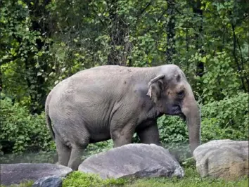  ?? Bebeto Matthews/Associated Press ?? Happy, an elephant at the Bronz Zoo, strolls inside the zoo’s Asia Habitat in New York on Oct. 2, 2018. The New York Supreme Court struck down a lawsuit by Nonhuman Rights Project claiming that Happy had a human right against confinemen­t.