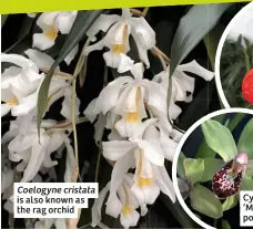  ??  ?? Coelogyne cristata is also known as the rag orchid