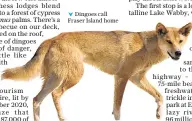 ??  ?? Dingoes call Fraser Island home