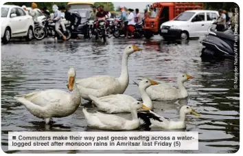  ?? ?? Commuters make their way past geese wading across a waterlogge­d street after monsoon rains in Amritsar last Friday (5)