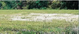  ??  ?? Swaar reën verlede somer het veroorsaak dat van die teeplante versuip het. Die vaal plante in hierdie blok sal daarom vervang moet word.