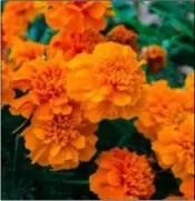  ??  ?? Marigolds.