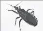  ?? PROVIDED TO CHINA DAILY ?? A triatomine bug, also known
as a kissing bug.