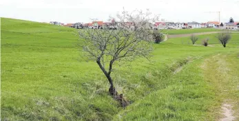  ?? SZ- FOTO: EIS ?? Nur ein einziger Baum steht am Bach auf Hausener Gemarkung, er soll Zuwachs bekommen.