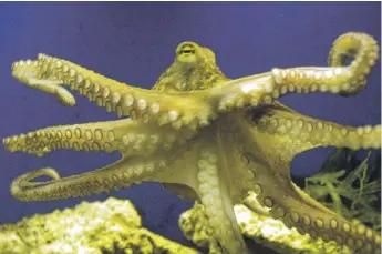  ?? BERND KAMMERER/AP ?? An octopus swims at the zoo in Frankfurt, Germany. In new research, scientists have described the oldest known fossil ancestor of octopuses — an approximat­ely 330-million-year-old specimen found in Montana.