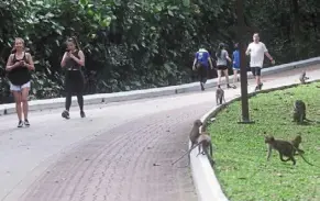  ??  ?? Monkeys mere metres from humans are a common sight at Kiara Hill, Kuala lumpur – this is not good for the animals or people.