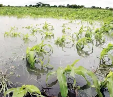  ??  ?? Waterloggi­ng as rains continue to fall has affected crops in parts of Bubi and Nkayi districts. The picture, taken recently, shows a waterlogge­d field in Bubi District, raising fears that hopes for a bumper harvest could be dashed in the area. (Picture...