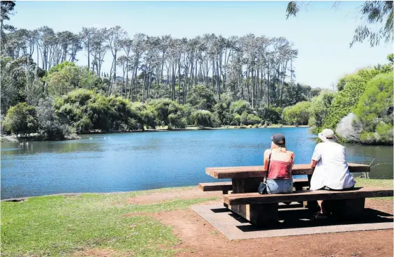  ?? Picture / Doug Sherring ?? Auckland Council wants to clearfell all 200 pine trees behind the Western Springs lake and replant the area with 15,000 native trees.