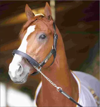  ?? BARBARA D. LIVINGSTON ?? Justify (above) joins fellow Triple Crown winner American Pharoah at Ashford Stud, which becomes the fourth farm to stand multiple Triple Crown winners.