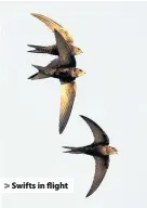  ??  ?? > Swifts in flight