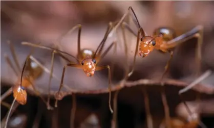  ?? Photograph: Peter Yeeles/Alamy ?? File photo of yellow crazy ants. A new infestatio­n of the invasive species has been found nearAlliga­tor Creek in Townsville, less than 5km from world heritage area.
