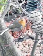  ??  ?? “This unusual white-tailed robin has made its home in my garden,” says an Arbroath reader.