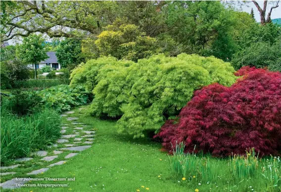  ??  ?? Acer palmatum ‘Dissectum’ and ‘Dissectum Atropurpur­eum’.