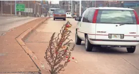  ?? DONAGHEY BROWN/DELAWARE NEWS JOURNAL ?? The festive weed, first spotted in 1993.