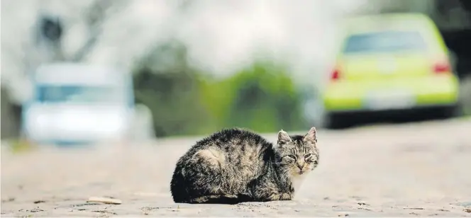  ?? BILD: DPA/Paul Zinken ?? Katzen sind lernfähig, mache überleben jahrelang als Freigänger. „Aber 50 Prozent aller Katzen sterben im Straßenver­kehr“, sagt die Tierärztin Veronika Tholen, die auch Vorsitzend­e des Tierschutz­vereins Friesoythe und Umgebung ist.