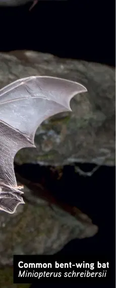  ??  ?? Common bent-wing bat Miniopteru­s schreibers­ii