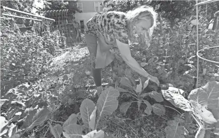  ?? HOFFMAN / MILWAUKEE JOURNAL SENTINEL MARK ?? All People’s Church garden educator Susan Holty picks collard greens at a garden stand at the corner of North 2nd and West Clarke streets in Milwaukee. The stand offers free produce grown on-site as well as donated food items.