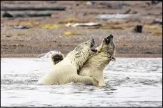  ?? JOSH HANER / THE NEW YORK TIMES ?? Polar bears roam the town of Kaktovik, Alaska, in September.