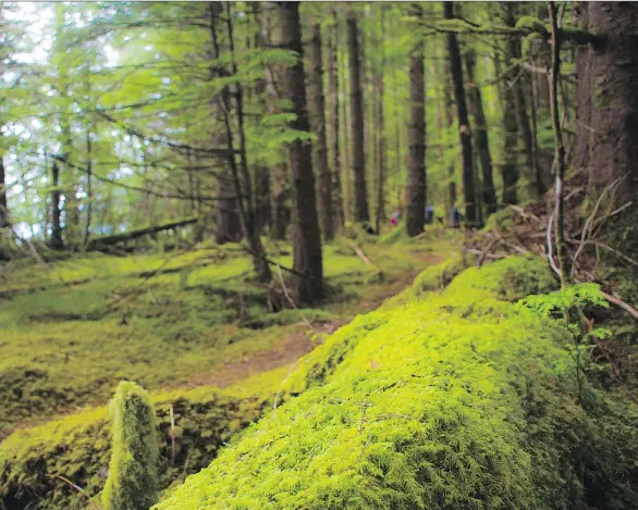  ?? GETTY IMAGES ?? The rainforest in Haida Gwaii is all shades of green. Haida Gwaii is a place that is home to so many contrasts, in its nature and history, from land to sea.