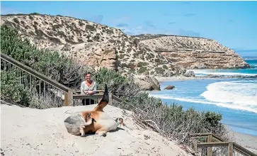  ??  ?? Seal Bay is one of the island’s top attraction­s.