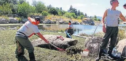  ?? (LA VOZ) ?? No son algas. En un sector del embalse, las plantas acuáticas proliferar­on en los últimos días.