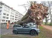  ?? FOTO: DPA ?? Ein umgekippte­r Baum liegt auf drei Autos auf der Düsseldorf­er Cecilliena­llee.