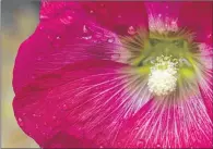  ?? AP PHOTO ?? Water drops can be seen on a blooming hollyhock in a garden in Frankfurt (Oder), Germany.