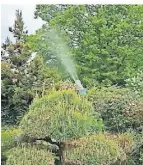  ?? SCREENSHOT: MARTINA DANNEBERG ?? Martina Danneberg hat von der Giftfontän­e an ihrem Garten ein Video gemacht.