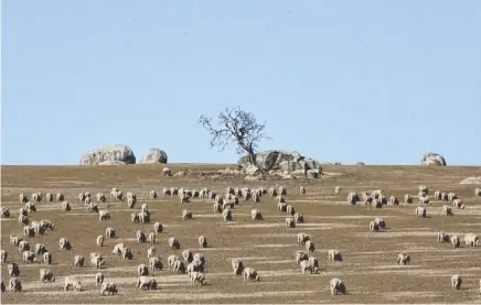  ??  ?? Hundreds of sheep graze in a paddock outside the town of Griffith, Australia. It is Australia’s largest wine-producing region, featuring more than a dozen wineries and rich citrus and stone-fruit orchards. Those contribute to the town’s passion for...