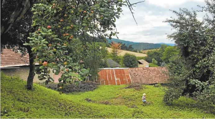  ??  ?? Apple trees in the garden where the author is living in Slovakia.