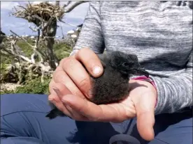  ?? Amanda Boyd / U.S. Fish and Wildlife Service photo via AP ?? A wildlife worker holds a Tristram’s storm petrel chick in Papahanaum­okuakea Marine National Monument, Hawaii in April 2018. Scientists are making a dramatic effort to save the birds in Hawaii by moving them to an island they never had inhabited.