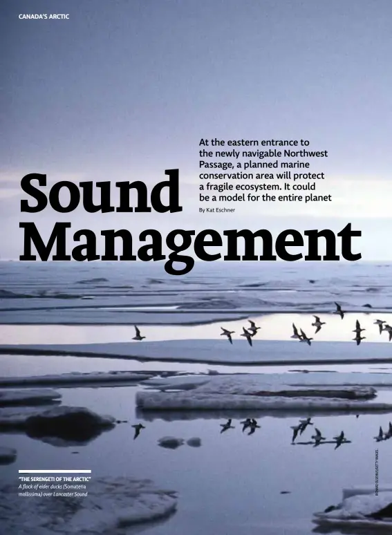  ??  ?? “THE SERENGETI OF THE ARCTIC” A flock of eider ducks (Somateria mollissima) over Lancaster Sound