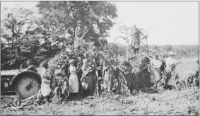  ?? COURTESY OF CONNECTICU­T DEPARTMENT OF CORRECTION ?? Women at the Connecticu­t State Farm for Women collect corn stalks in the late 1930s or early 1940s.